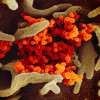 Novel coronavirus SARS-CoV-2